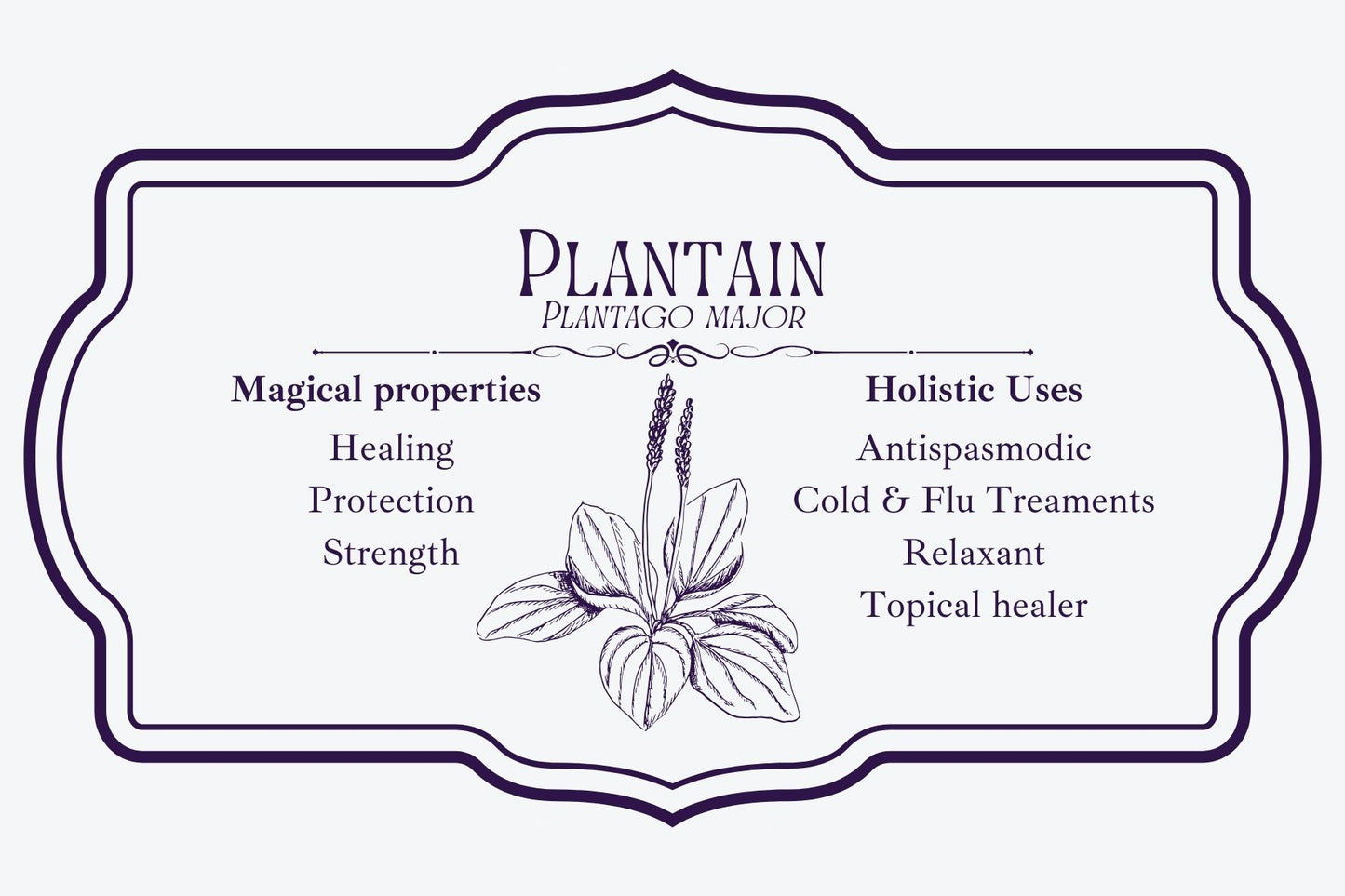 Plantain